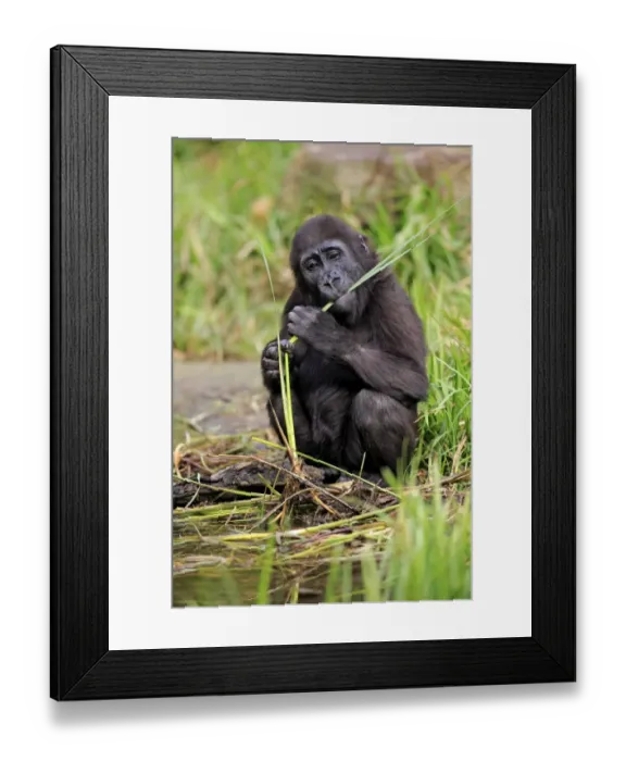 Framed Print : Western Lowland Gorilla (Gorilla gorilla gorilla) young, feeding on stem at edge of water (captive) Framed Print : Western Lowland Gorilla (Gorilla gorilla gorilla) young, feeding on stem at edge of water (captive)