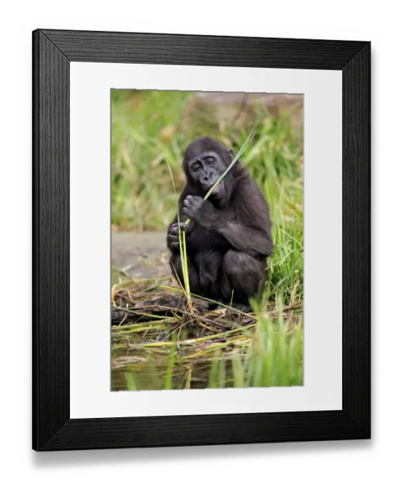 Framed Print : Western Lowland Gorilla (Gorilla gorilla gorilla) young, feeding on stem at edge of water (captive) Framed Print : Western Lowland Gorilla (Gorilla gorilla gorilla) young, feeding on stem at edge of water (captive)