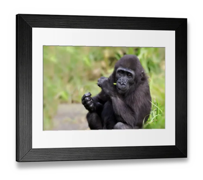 Framed Print : Western Lowland Gorilla (Gorilla gorilla gorilla) young, feeding on stem (captive)