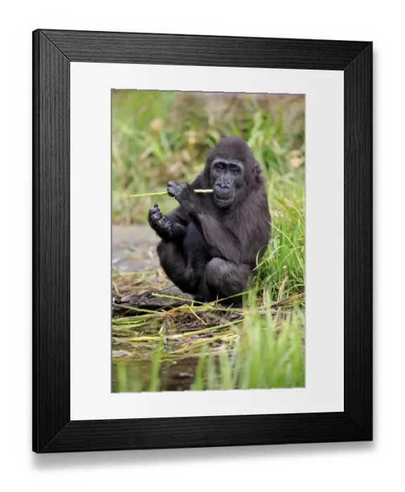 Framed Print : Western Lowland Gorilla (Gorilla gorilla gorilla) young, feeding on stem at edge of water (captive) Framed Print : Western Lowland Gorilla (Gorilla gorilla gorilla) young, feeding on stem at edge of water (captive)