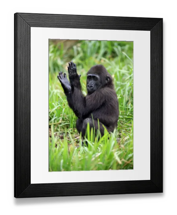 Framed Print : Western Lowland Gorilla (Gorilla gorilla gorilla) young, clapping hands, sitting on grass (captive) Framed Print : Western Lowland Gorilla (Gorilla gorilla gorilla) young, clapping hands, sitting on grass (captive)