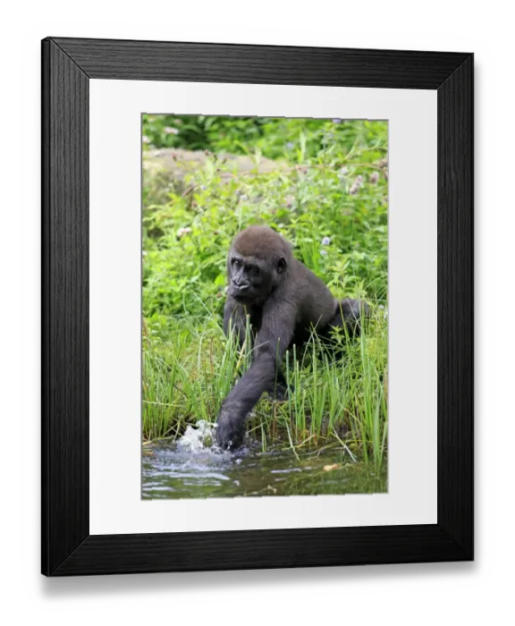 Framed Print : Western Lowland Gorilla (Gorilla gorilla gorilla) young, drinking, cupping water in hand (captive) Framed Print : Western Lowland Gorilla (Gorilla gorilla gorilla) young, drinking, cupping water in hand (captive)