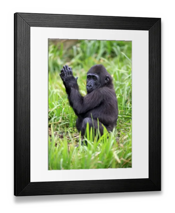Framed Print : Western Lowland Gorilla (Gorilla gorilla gorilla) young, clapping hands, sitting on grass (captive) Framed Print : Western Lowland Gorilla (Gorilla gorilla gorilla) young, clapping hands, sitting on grass (captive)