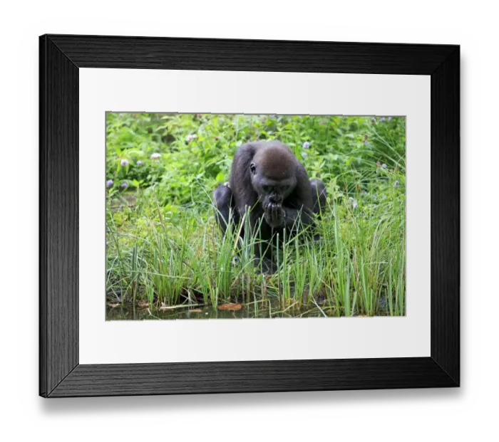 Framed Print : Western Lowland Gorilla (Gorilla gorilla gorilla) young, drinking, cupping water in hand (captive)
