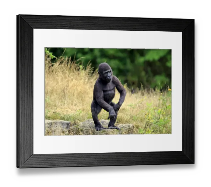 Framed Print : Western Lowland Gorilla (Gorilla gorilla gorilla) young, standing on rock (captive) Framed Print : Western Lowland Gorilla (Gorilla gorilla gorilla) young, standing on rock (captive)