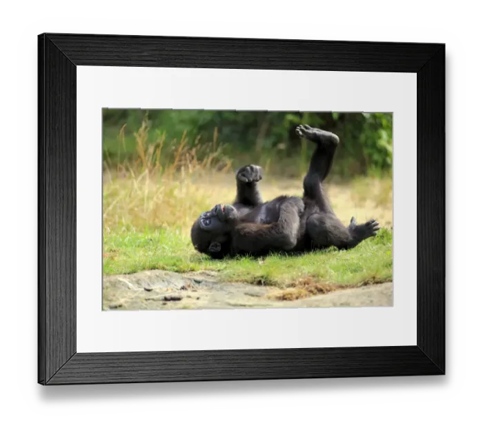 Framed Print : Western Lowland Gorilla (Gorilla gorilla gorilla) young, resting on back (captive) Framed Print : Western Lowland Gorilla (Gorilla gorilla gorilla) young, resting on back (captive)