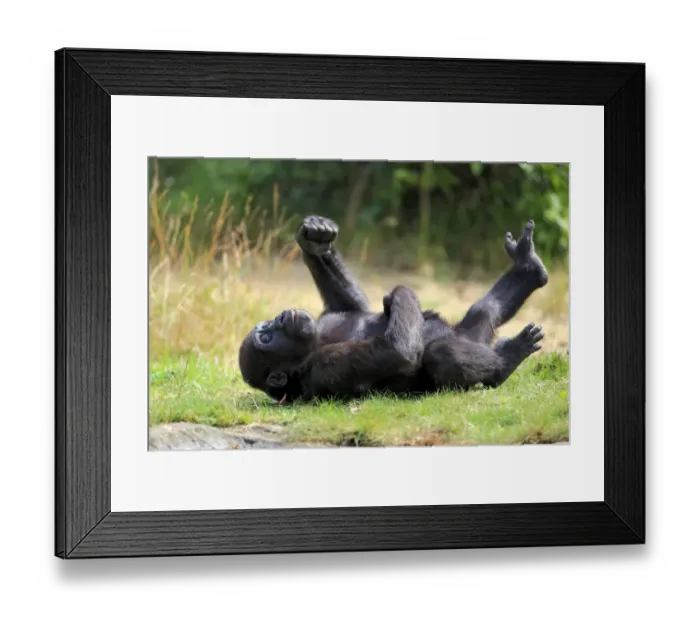 Framed Print : Western Lowland Gorilla (Gorilla gorilla gorilla) young, resting on back (captive) Framed Print : Western Lowland Gorilla (Gorilla gorilla gorilla) young, resting on back (captive)