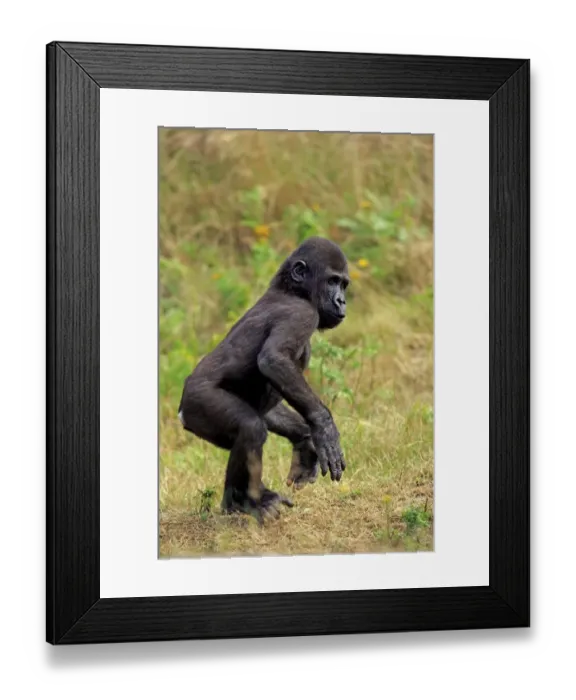 Framed Print : Western Lowland Gorilla (Gorilla gorilla gorilla) young, walking on grass (captive)