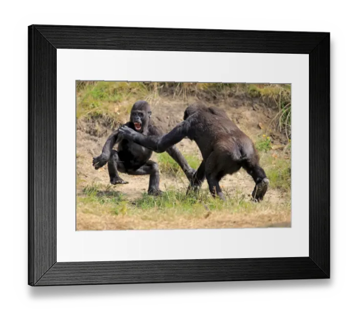 Framed Print : Western Lowland Gorilla (Gorilla gorilla gorilla) two young, play-fighting (captive)