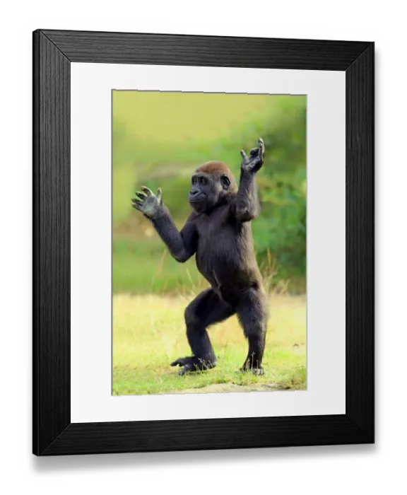 Framed Print : Western Lowland Gorilla (Gorilla gorilla gorilla) young, standing on grass (captive) Framed Print : Western Lowland Gorilla (Gorilla gorilla gorilla) young, standing on grass (captive)