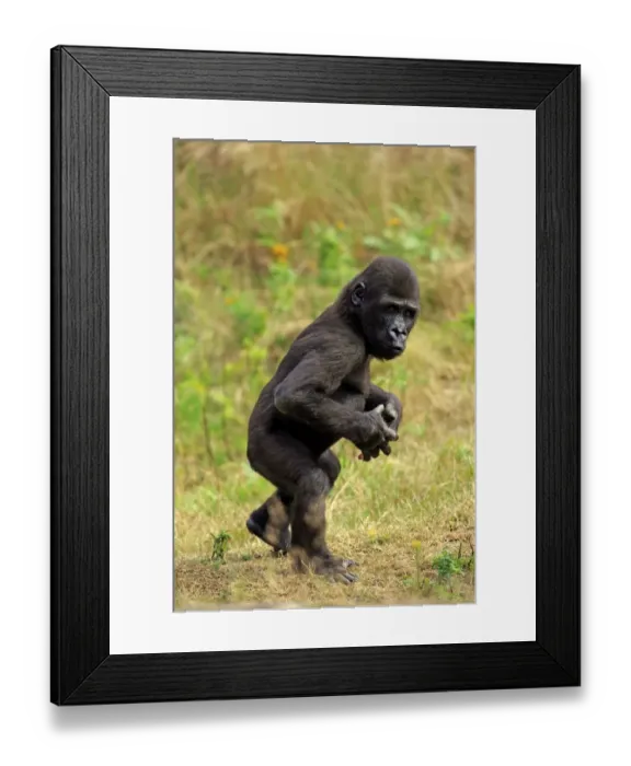 Framed Print : Western Lowland Gorilla (Gorilla gorilla gorilla) young, walking on grass (captive) Framed Print : Western Lowland Gorilla (Gorilla gorilla gorilla) young, walking on grass (captive)