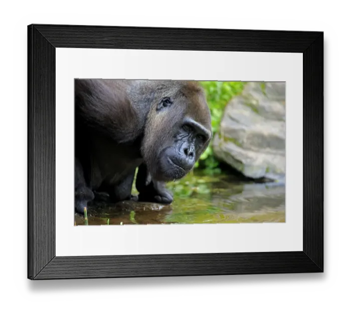 Framed Print : Western Lowland Gorilla (Gorilla gorilla gorilla) adult female, close-up of head, drinking (captive) Framed Print : Western Lowland Gorilla (Gorilla gorilla gorilla) adult female, close-up of head, drinking (captive)