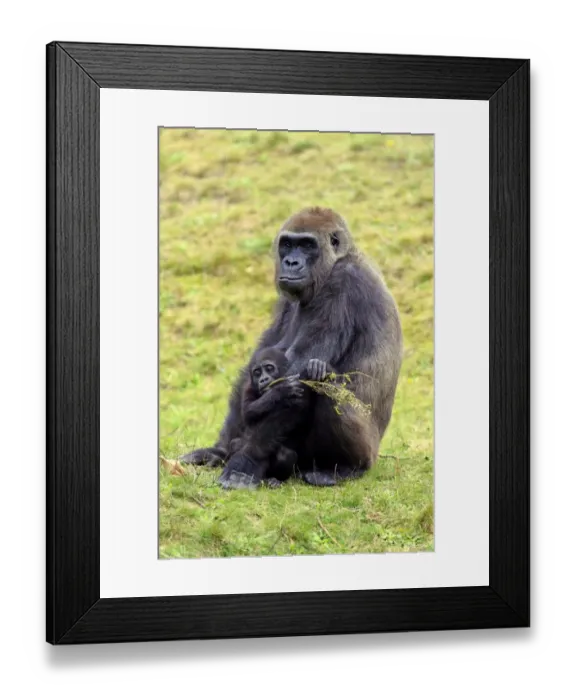 Framed Print : Western Lowland Gorilla (Gorilla gorilla gorilla) adult female with young, chewing on twig (captive) Framed Print : Western Lowland Gorilla (Gorilla gorilla gorilla) adult female with young, chewing on twig (captive)
