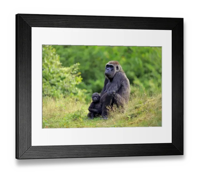 Framed Print : Western Lowland Gorilla (Gorilla gorilla gorilla) adult female with young, sitting on grass (captive) Framed Print : Western Lowland Gorilla (Gorilla gorilla gorilla) adult female with young, sitting on grass (captive)