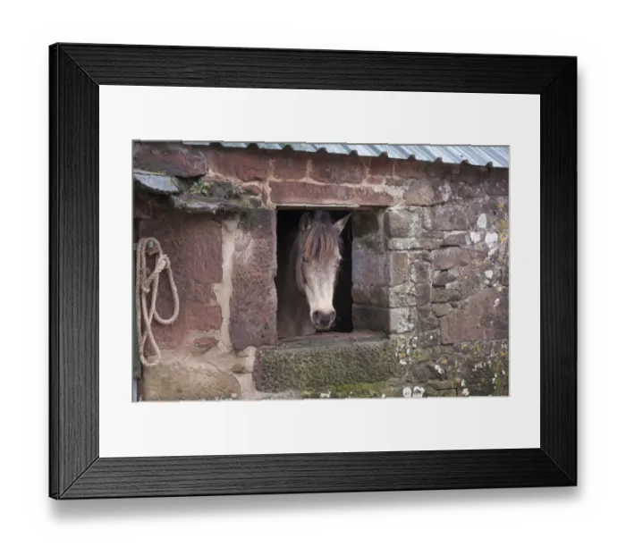 Framed Print : Horse, Pony, crossbreed, adult, looking out of window in farm building, Seascale, Cumbria, England, March Framed Print : Horse, Pony, crossbreed, adult, looking out of window in farm building, Seascale, Cumbria, England, March