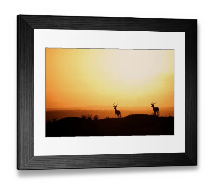 Framed Print : Impala (Aepyceros melampus) three adult males, silhouetted at sunset, Nairobi N. P. Kenya, December Framed Print : Impala (Aepyceros melampus) three adult males, silhouetted at sunset, Nairobi N. P. Kenya, December