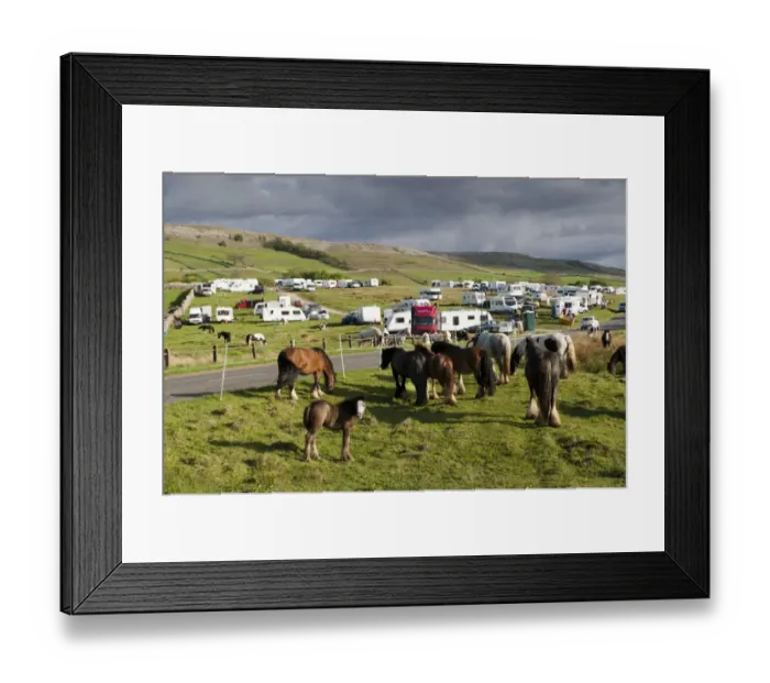 Framed Print : Horse, Irish Cob (Gypsy Pony), adults and foal, beside road at Gypsy camp on way to Appleby Horse Fair, Cote Moor Framed Print : Horse, Irish Cob (Gypsy Pony), adults and foal, beside road at Gypsy camp on way to Appleby Horse Fair, Cote Moor