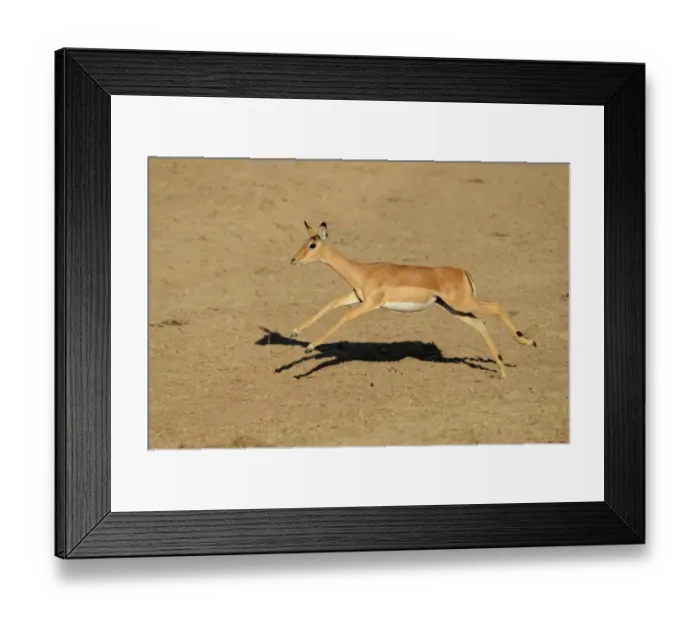 Framed Print : Impala (Aepyceros melampus) adult female, running, South Luangwa N. P. Zambia, June Framed Print : Impala (Aepyceros melampus) adult female, running, South Luangwa N. P. Zambia, June