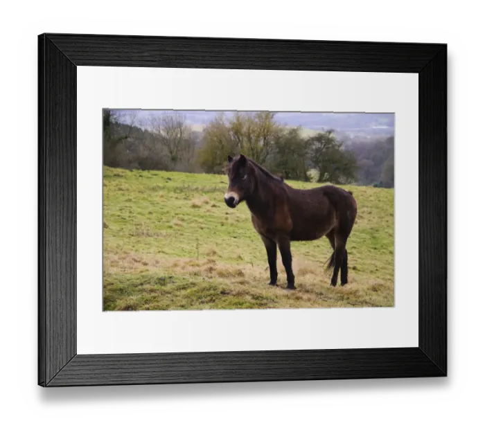 Framed Print : Horse, Exmoor Pony, adult, standing in pasture, Exmoor Pony Trust, North York Moors N. P