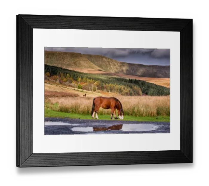 Framed Print : Horse, Welsh Mountain Pony, adult, grazing in moorland habitat, Talybont-on-Usk, Brecon Beacons N. P Framed Print : Horse, Welsh Mountain Pony, adult, grazing in moorland habitat, Talybont-on-Usk, Brecon Beacons N. P