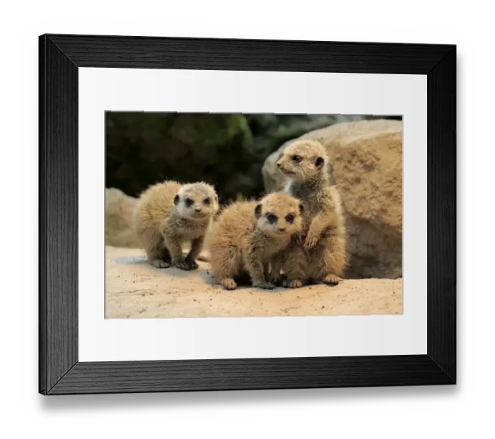 Framed Print : Meerkat (Suricata suricatta) three young, at burrow entrance (captive) Framed Print : Meerkat (Suricata suricatta) three young, at burrow entrance (captive)