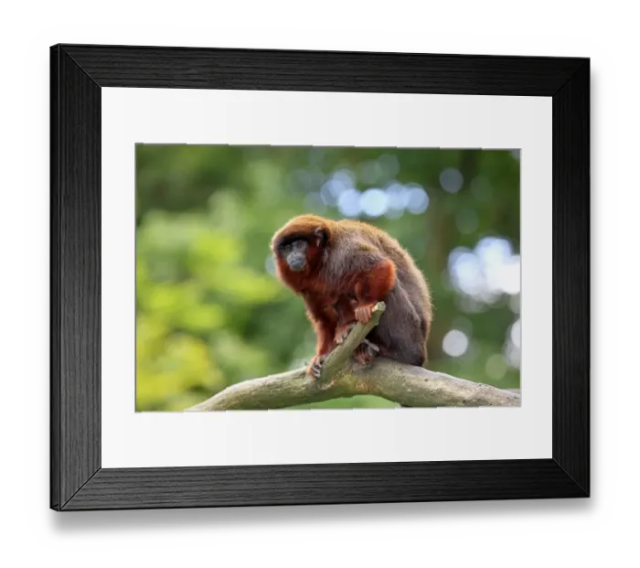 Framed Print : Red-bellied Titi (Callicebus moloch) adult, sitting on branch (captive) Framed Print : Red-bellied Titi (Callicebus moloch) adult, sitting on branch (captive)