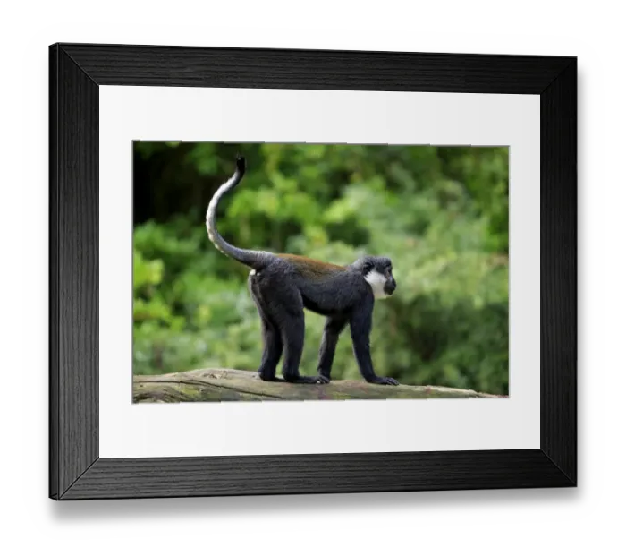 Framed Print : L Hoests Monkey (Cercopithecus lhoesti) adult, standing on branch (captive)