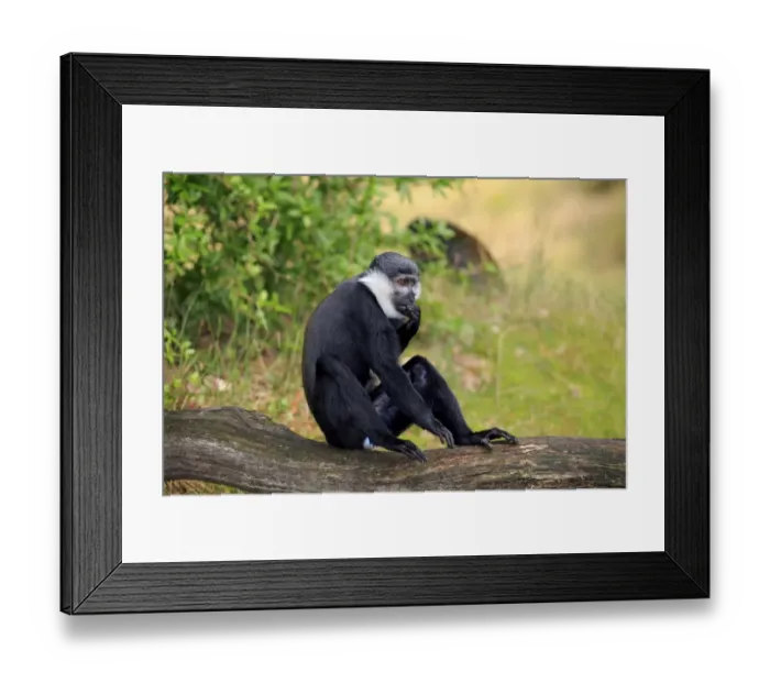 Framed Print : L Hoests Monkey (Cercopithecus lhoesti) adult, sitting on branch (captive) Framed Print : L Hoests Monkey (Cercopithecus lhoesti) adult, sitting on branch (captive)