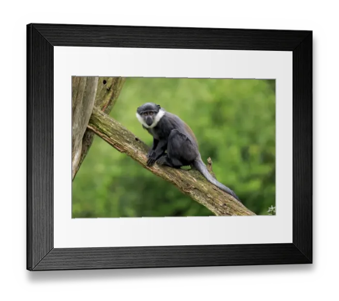 Framed Print : L Hoests Monkey (Cercopithecus lhoesti) young, sitting on branch (captive) Framed Print : L Hoests Monkey (Cercopithecus lhoesti) young, sitting on branch (captive)