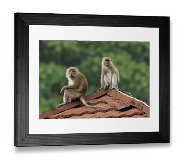 Framed Print : Crab-eating Macaque (Macaca fascicularis) adult male and female, sitting on roof, Taman Negara N. P Framed Print : Crab-eating Macaque (Macaca fascicularis) adult male and female, sitting on roof, Taman Negara N. P