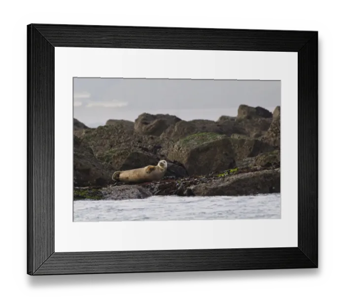Framed Print : Grey Seal (Halichoerus grypus) sub-adult, hauled out rocks, Filey Brigg, North Yorkshire, England, November Framed Print : Grey Seal (Halichoerus grypus) sub-adult, hauled out rocks, Filey Brigg, North Yorkshire, England, November