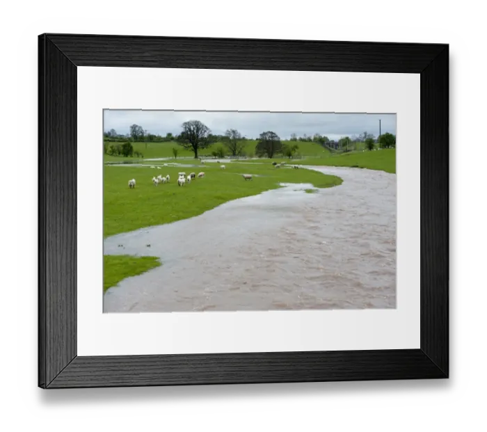 Framed Print : Domestic Sheep, flock stranded in pasture by flooding river, Cumbria, England, May Framed Print : Domestic Sheep, flock stranded in pasture by flooding river, Cumbria, England, May
