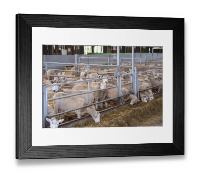 Framed Print : Domestic Sheep, ewes, flock inside building ready for lambing, Staffordshire, February