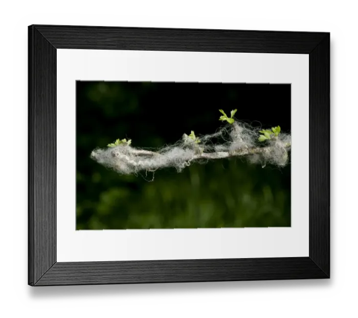 Framed Print : Domestic Sheep, wool caught on thorn twig in hedge, Cumbria, England, June Framed Print : Domestic Sheep, wool caught on thorn twig in hedge, Cumbria, England, June