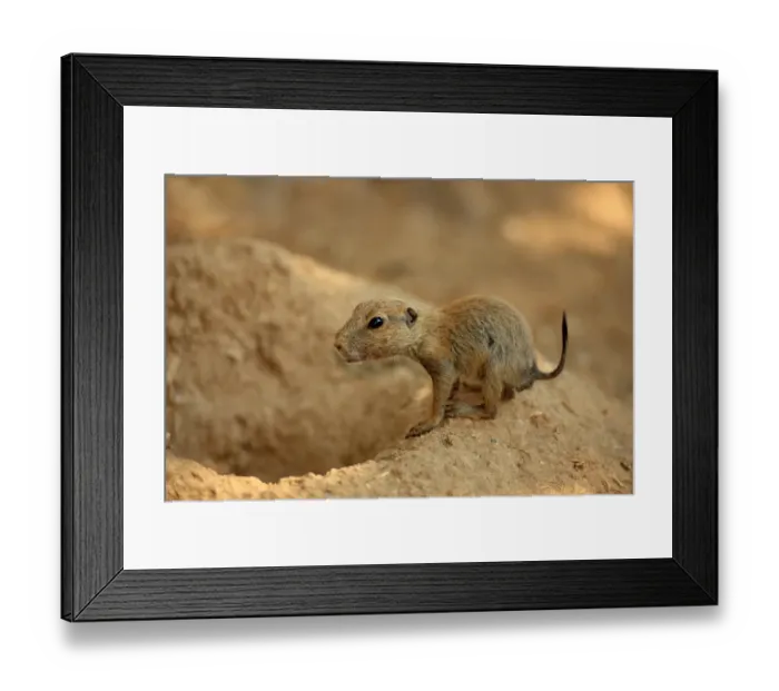 Framed Print : Black-tailed Prairie Dog (Cynomys ludovicianus) young, standing at burrow entrance (captive) Framed Print : Black-tailed Prairie Dog (Cynomys ludovicianus) young, standing at burrow entrance (captive)