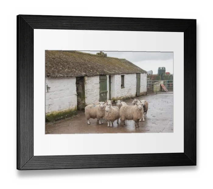 Framed Print : Domestic Sheep, Herdwick cross, flock standing in farmyard beside traditional farm building, Seascale, Cumbria