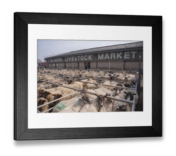 Framed Print : Domestic Sheep, flock in pens at livestock market, Newark Livestock Market, Newark, Nottinghamshire, England, March Framed Print : Domestic Sheep, flock in pens at livestock market, Newark Livestock Market, Newark, Nottinghamshire, England, March