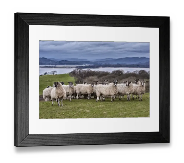 Framed Print : Domestic Sheep, mule ewes, flock standing in pasture, River Leven, Ulverston, Cumbria, England, March Framed Print : Domestic Sheep, mule ewes, flock standing in pasture, River Leven, Ulverston, Cumbria, England, March