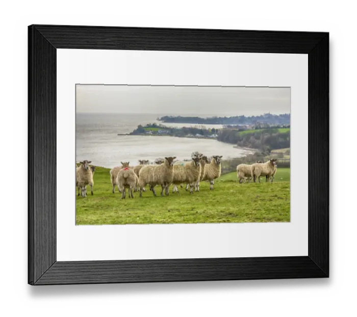 Framed Print : Domestic Sheep, mule ewes, flock, standing on coastal pasture, Morecambe Bay, Ulverston, Cumbria, England, March Framed Print : Domestic Sheep, mule ewes, flock, standing on coastal pasture, Morecambe Bay, Ulverston, Cumbria, England, March
