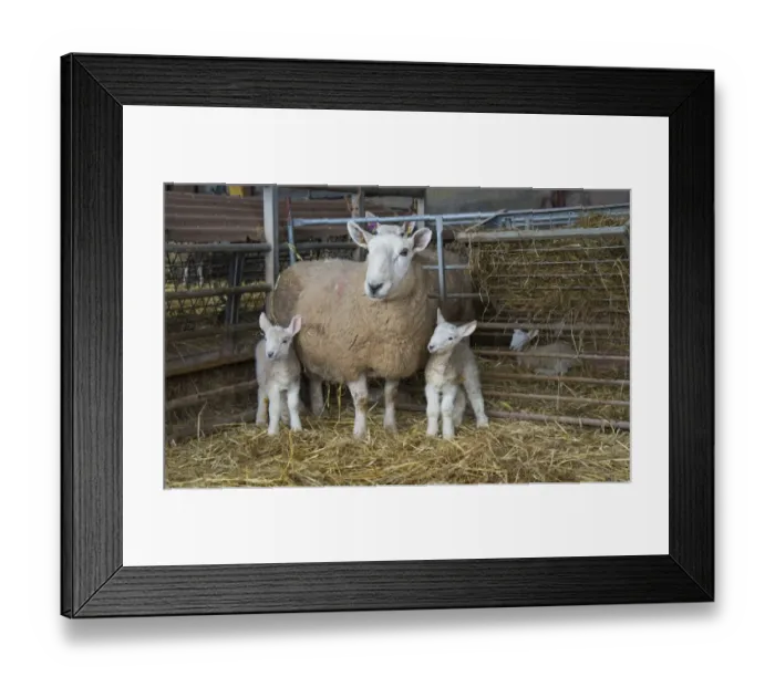 Framed Print : Domestic Sheep, North Country Cheviot, ewe and twin lambs, standing in lambing pen, Cumbria, England, March Framed Print : Domestic Sheep, North Country Cheviot, ewe and twin lambs, standing in lambing pen, Cumbria, England, March