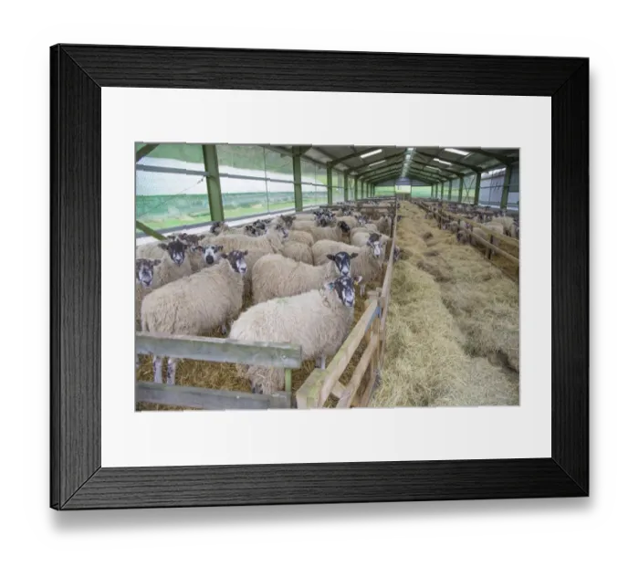 Framed Print : Domestic Sheep, mule ewes, flock standing on straw bedding with hay fodder in lambing shed, Yorkshire, England, March Framed Print : Domestic Sheep, mule ewes, flock standing on straw bedding with hay fodder in lambing shed, Yorkshire, England, March