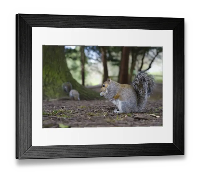 Framed Print : Eastern Grey Squirrel (Sciurus carolinensis) introduced species, two adults, feeding on ground in urban parkland Framed Print : Eastern Grey Squirrel (Sciurus carolinensis) introduced species, two adults, feeding on ground in urban parkland