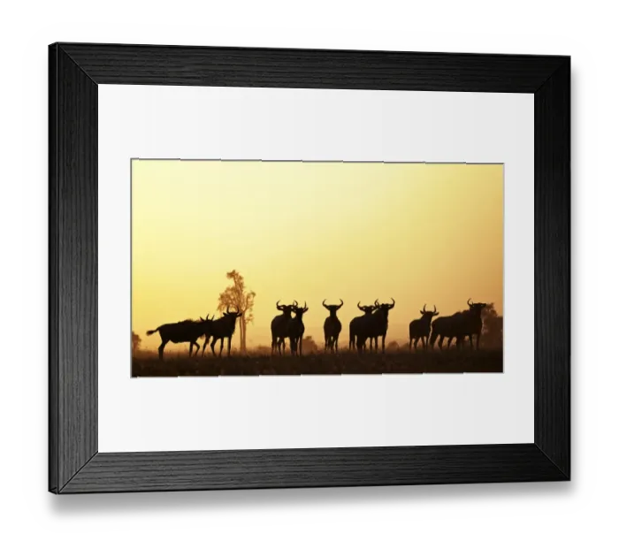 Framed Print : Blue Wildebeest (Connochaetes taurinus) adults and juveniles, herd silhouetted at sunset, Swara Plains Conservancy Framed Print : Blue Wildebeest (Connochaetes taurinus) adults and juveniles, herd silhouetted at sunset, Swara Plains Conservancy