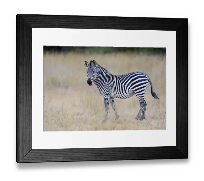 Framed Print : Crawshays Zebra (Equus quagga crawshayi) adult, standing on grassland, South Luangwa N. P. Zambia, June Framed Print : Crawshays Zebra (Equus quagga crawshayi) adult, standing on grassland, South Luangwa N. P. Zambia, June