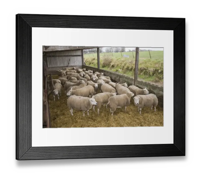 Framed Print : Domestic Sheep, Texel, ewes, flock standing on straw bedding in lambing shed, Cumbria, England, March Framed Print : Domestic Sheep, Texel, ewes, flock standing on straw bedding in lambing shed, Cumbria, England, March