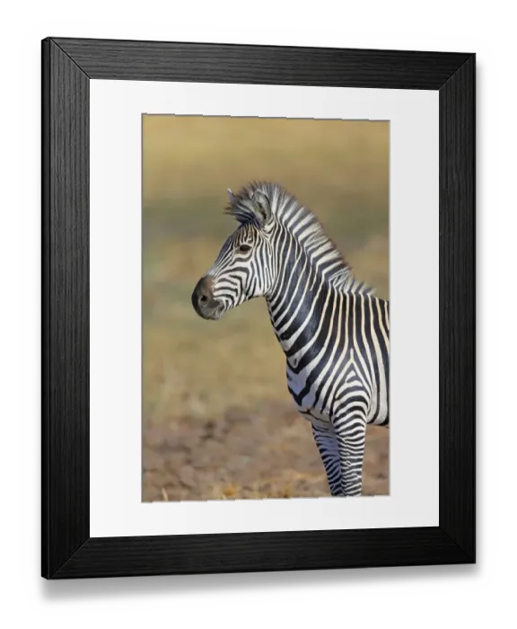Framed Print : Crawshays Zebra (Equus quagga crawshayi) adult, close-up of head and chest, South Luangwa N. P. Zambia, June Framed Print : Crawshays Zebra (Equus quagga crawshayi) adult, close-up of head and chest, South Luangwa N. P. Zambia, June