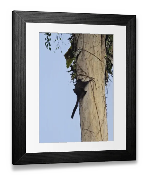 Framed Print : Black Flying Squirrel (Aeromys tephromelas) adult, climbing up tree trunk in day, Taman Negara N. P Framed Print : Black Flying Squirrel (Aeromys tephromelas) adult, climbing up tree trunk in day, Taman Negara N. P