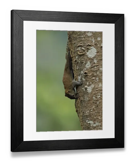 Framed Print : Grey-bellied Squirrel (Callosciurus caniceps) adult, feeding on sap from tree trunk, Taman Negara N. P Framed Print : Grey-bellied Squirrel (Callosciurus caniceps) adult, feeding on sap from tree trunk, Taman Negara N. P