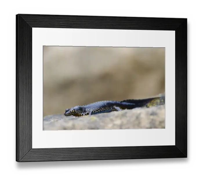Framed Print : Alpine Newt (Mesotriton alpestris) introduced species, adult male, resting on rock, Canterbury, Kent, England, March Framed Print : Alpine Newt (Mesotriton alpestris) introduced species, adult male, resting on rock, Canterbury, Kent, England, March