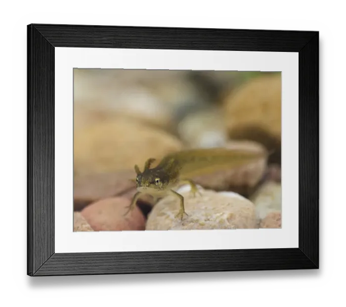 Framed Print : Smooth Newt (Lissotriton vulgaris) larva, on stones underwater, England, September (captive) Framed Print : Smooth Newt (Lissotriton vulgaris) larva, on stones underwater, England, September (captive)